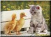 cute-kitten-baby-ducks